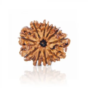 10 Mukhi Rudraksha