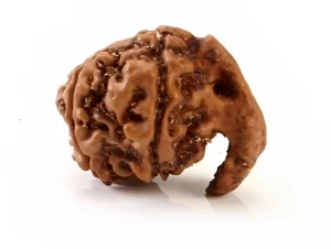 Ganesha Rudraksha